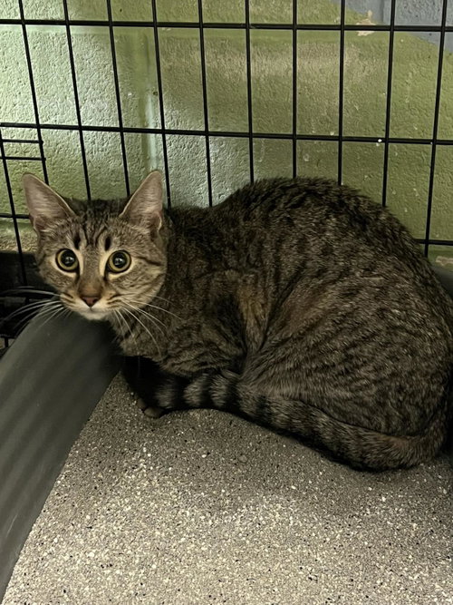 Flo, Adult Domestic Short Hair / Mixed, cat for adoption in Rockwall, Texas