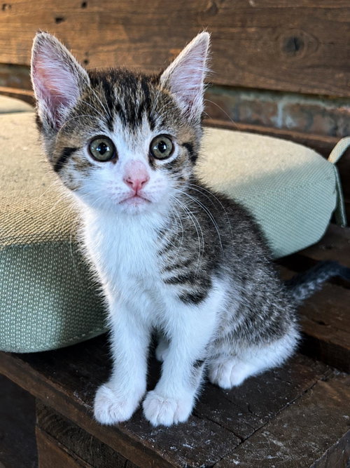 Possum-In Foster