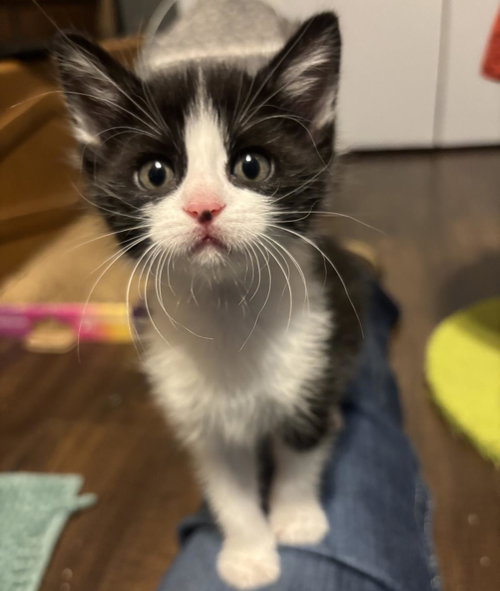 Panda-In Foster
