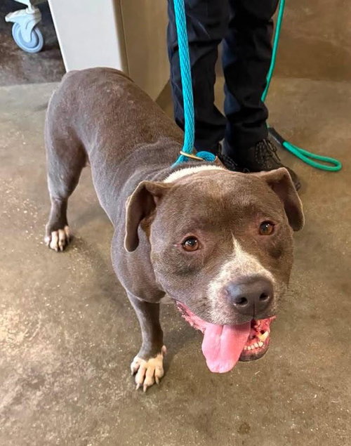 Found stray: Dorian