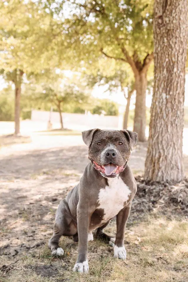 Found Stray Dorian - American Bulldog