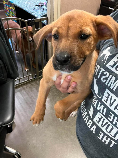 Found stray: Myrtle
