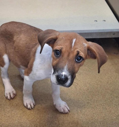 Found stray: Millie