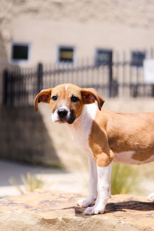 Millie, an adoptable Labrador Retriever in Rockwall, TX