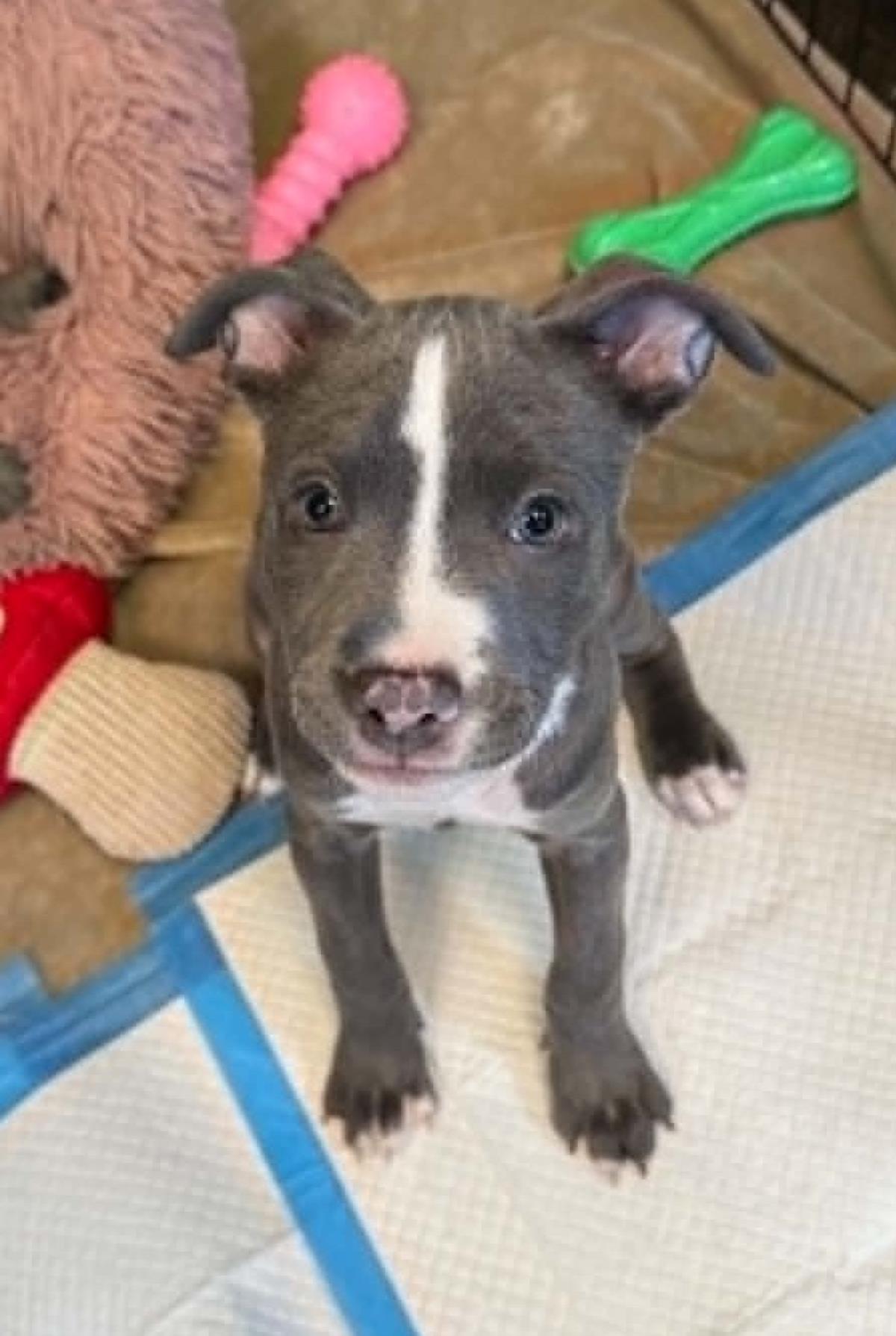 Aphrodite- In Foster