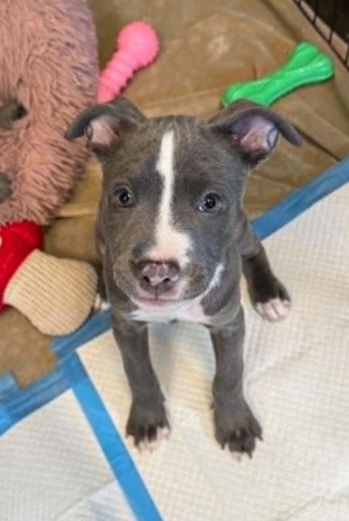 Aphrodite- In Foster