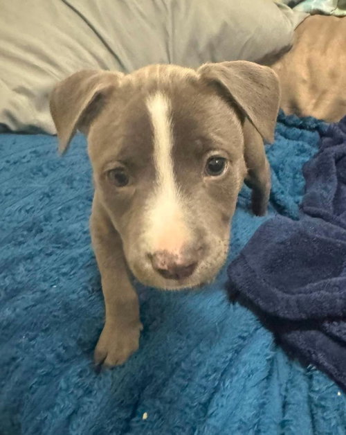 Hera- In Foster photo 2