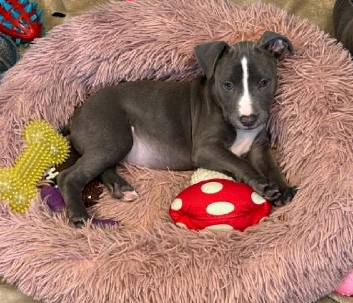 Hera- In Foster