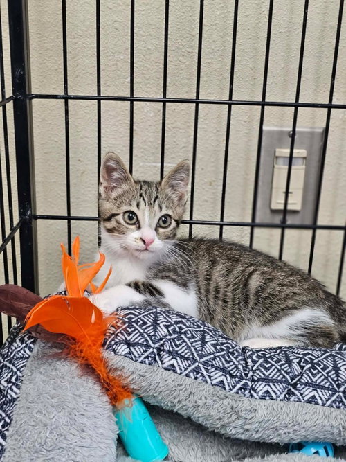 Fred, an adoptable Domestic Short Hair in Rockwall, TX