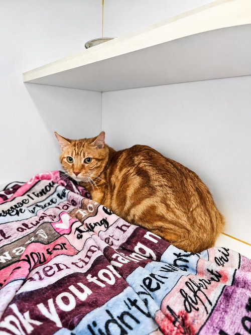 Tora