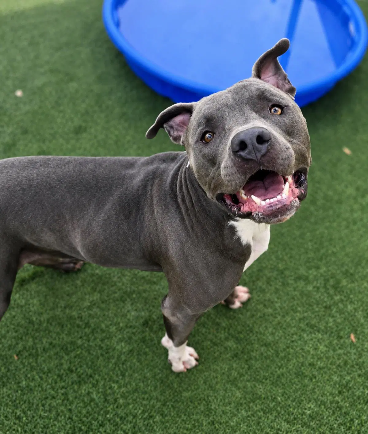 Found Stray Blue - American Staffordshire Terrier