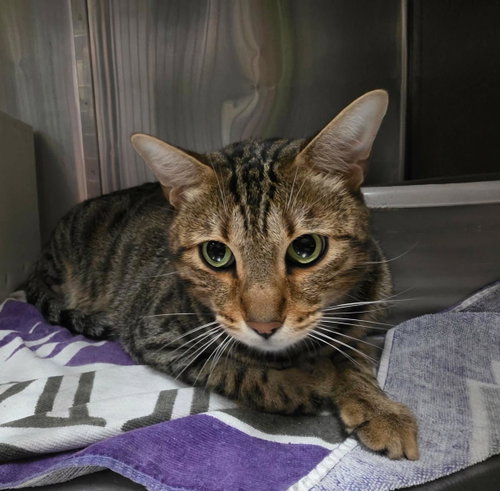 Richie, Adult Domestic Short Hair / Bengal / Mixed, cat for adoption in Mesquite, Texas