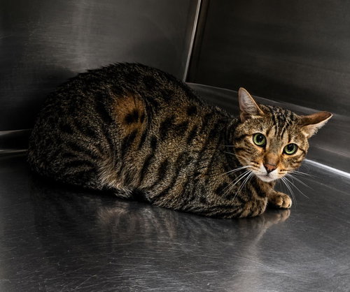 Richie, Adult Domestic Short Hair / Bengal / Mixed, cat for adoption in Rockwall, Texas