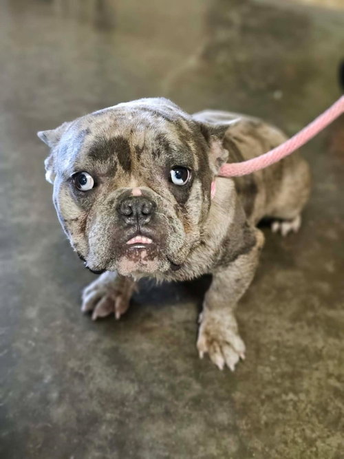 Found stray: Winston