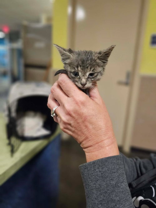 Found stray: Oscar