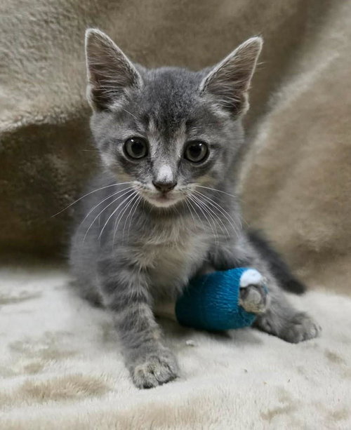Found stray: Oscar, Baby Domestic Short Hair / Mixed, cat for adoption in Mesquite, Texas