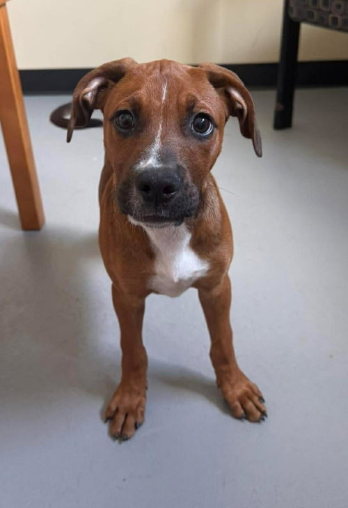Scout