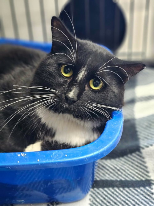 Binky, Adult Domestic Medium Hair / Mixed, cat for adoption in Rockwall, Texas