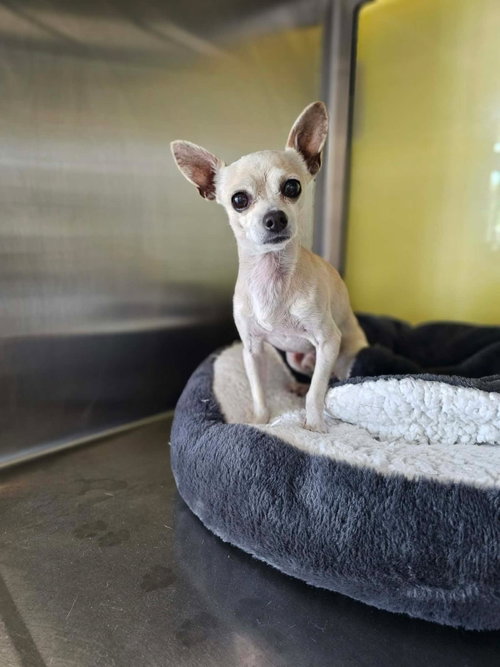 Found stray: Besitos