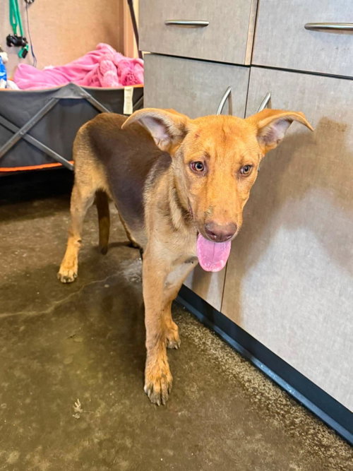 Found stray: Mason photo 2
