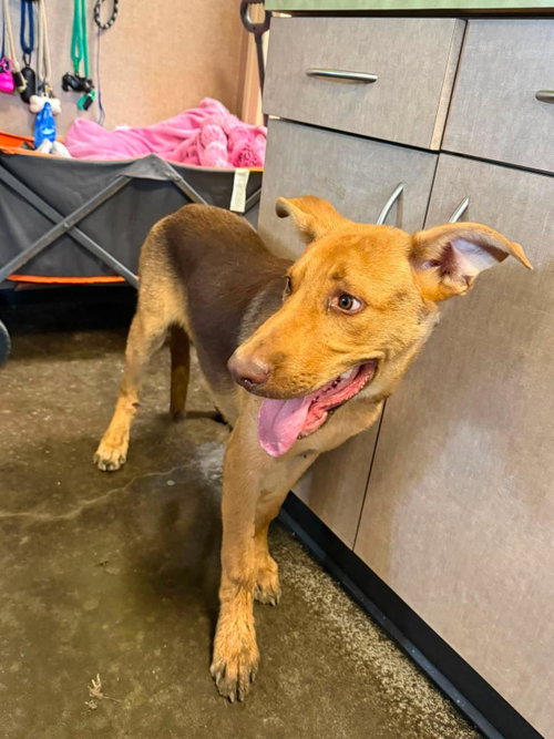 Found stray: Mason photo 3