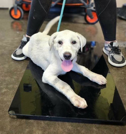 Found stray: Coach