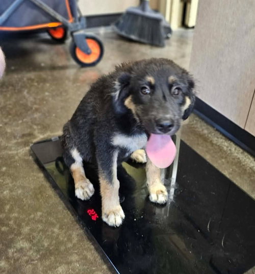 Found stray: Chanel