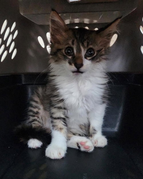 Found stray: Rowan