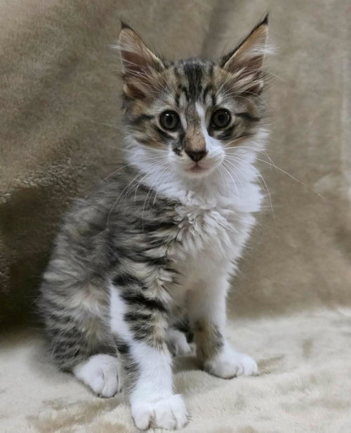 Rowan, Baby Domestic Long Hair / Mixed, cat for adoption in Mesquite, Texas