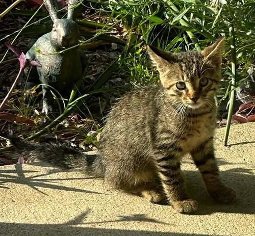 Mowgli, Baby Domestic Short Hair / Mixed, cat for adoption in Mesquite, Texas