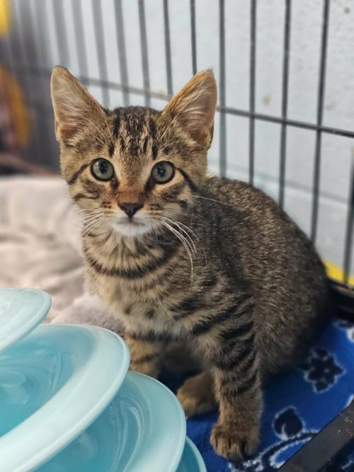Mowgli, Baby Domestic Short Hair / Mixed, cat for adoption in Rockwall, Texas
