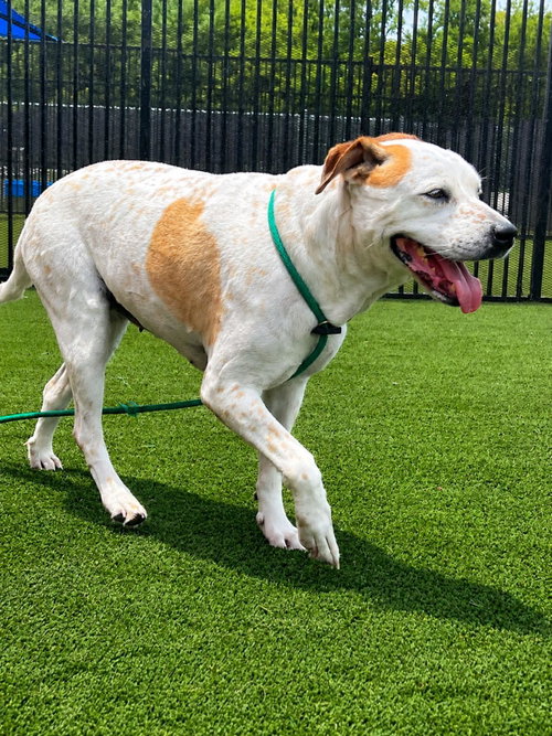 Bella, an adoptable Pit Bull Terrier in Rockwall, TX
