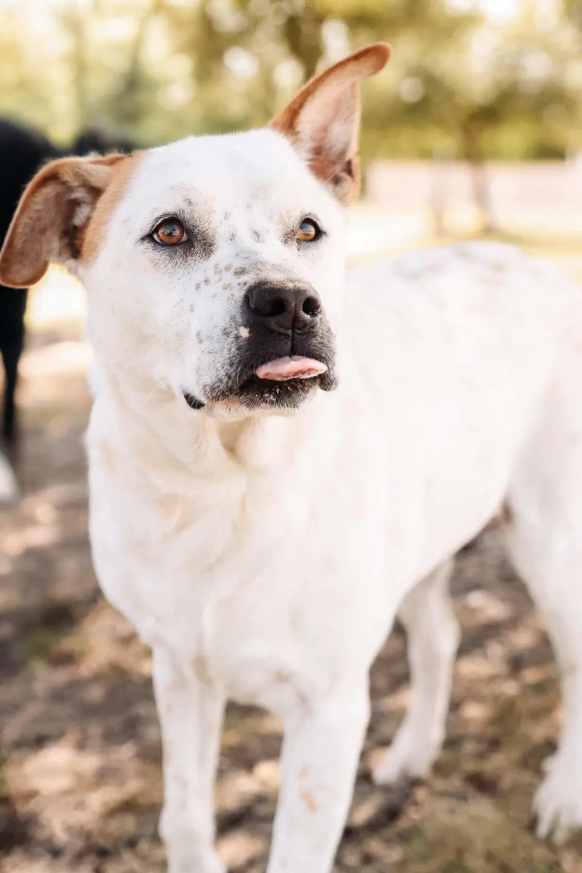 Bella - Pit Bull Terrier