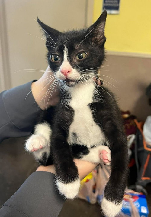 Mario, Young Domestic Short Hair / Mixed, cat for adoption in Mesquite, Texas