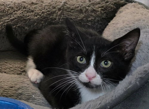 Mario, an adoptable Domestic Short Hair in Rockwall, TX