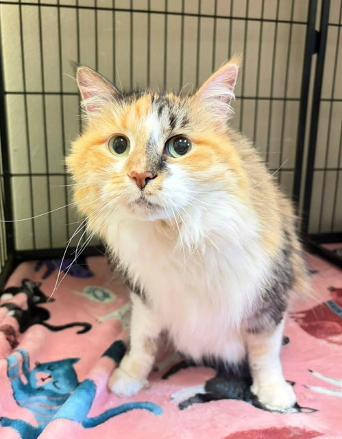 Shama, Senior Abyssinian / Mixed, cat for adoption in Mesquite, Texas
