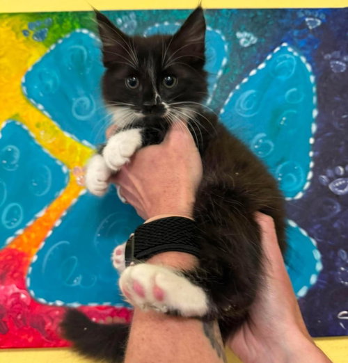 Pepper- In Foster!, Baby Domestic Medium Hair / Mixed, cat for adoption in Mesquite, Texas