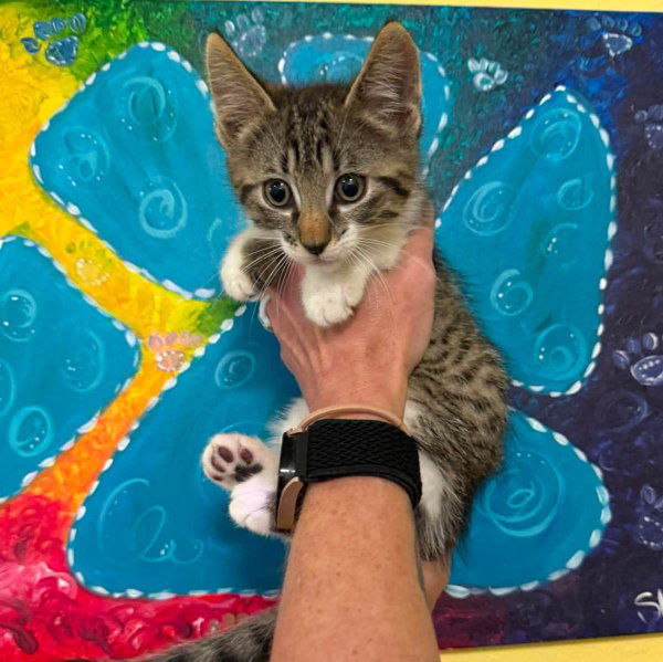 Mocha- In Foster!