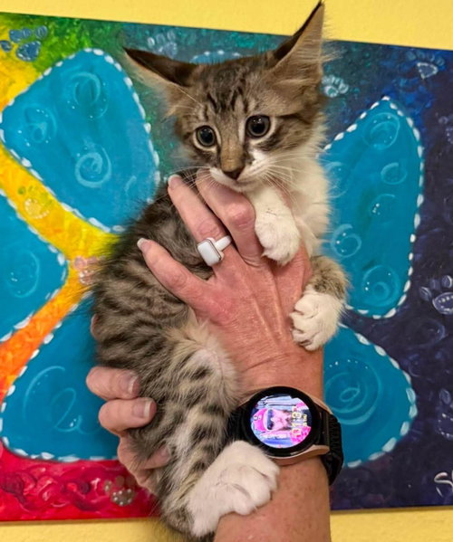 Toast- In Foster!, Baby Domestic Medium Hair / Mixed, cat for adoption in Mesquite, Texas