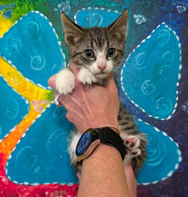 Vanilla Bean- In Foster!