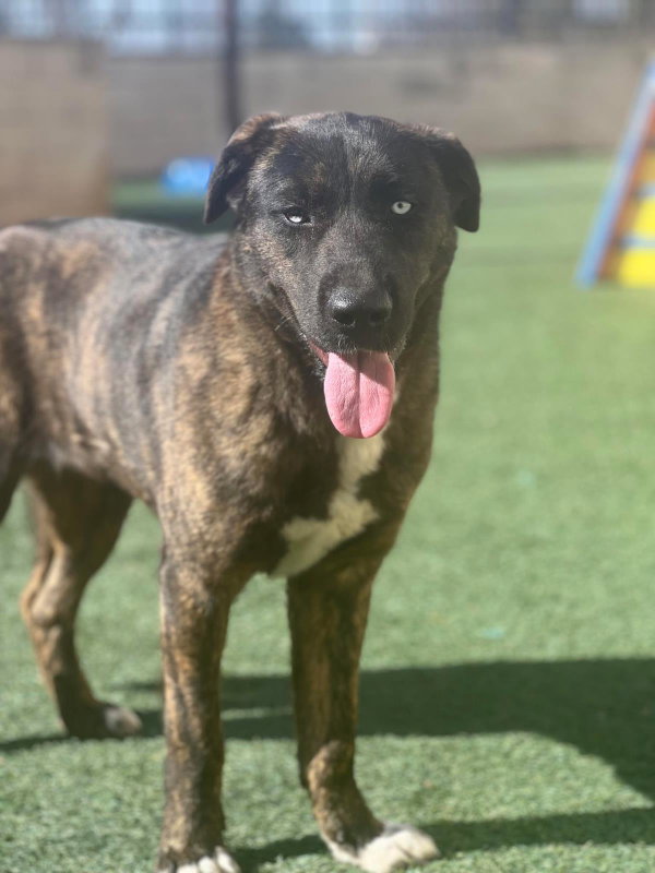 Muneca-Diamond Dog! $75 Adoption Fee!