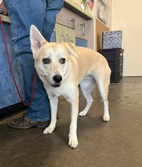 Lainey, an adoptable Husky in Rockwall, TX