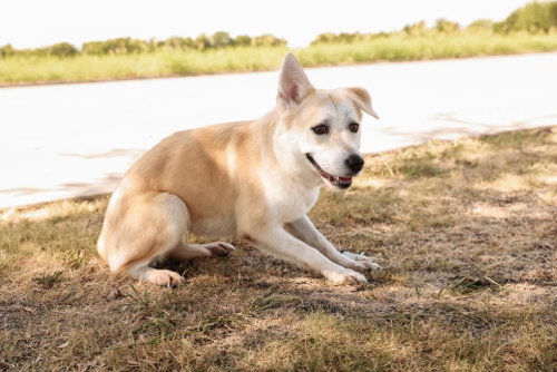 picture of the dog needing adoption