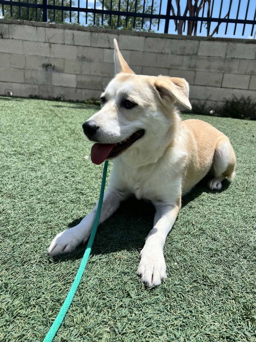 Photo 4 of Lainey - $75 Adoption Fee! Diamond Dog!