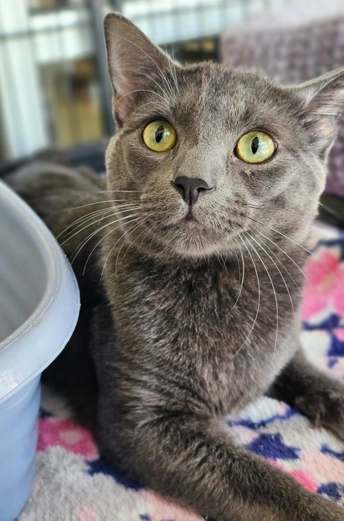 Dusty photo 3