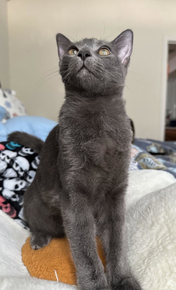 Dusty