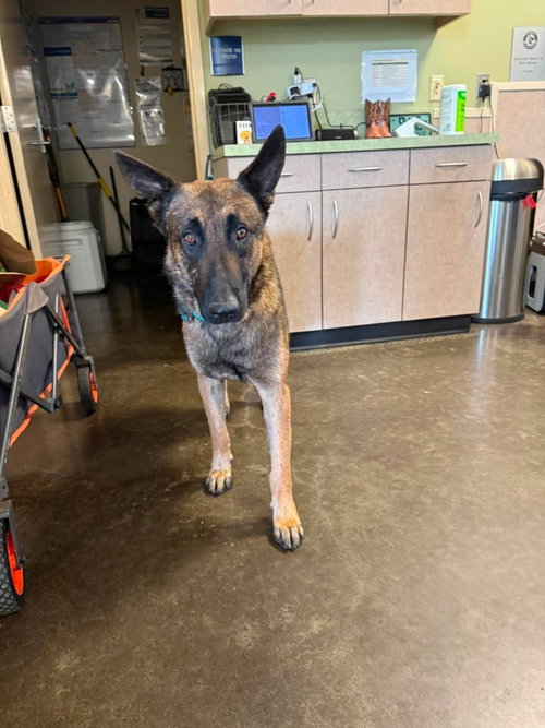 Chandler, an adoptable Belgian Shepherd Malinois in Rockwall, TX