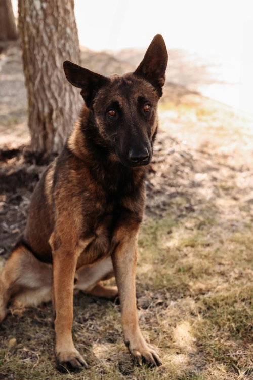 picture of the dog needing adoption