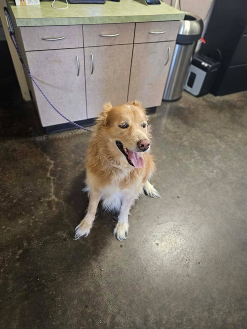 Found stray: Apollo, an adoptable Golden Retriever in Rockwall, TX