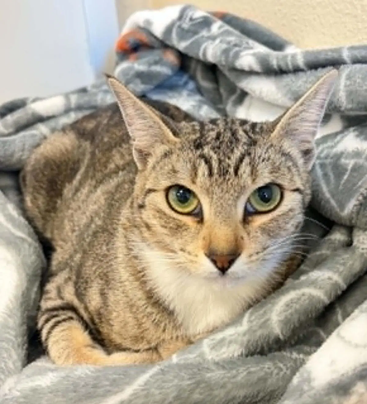 Crowley - Domestic Short Hair